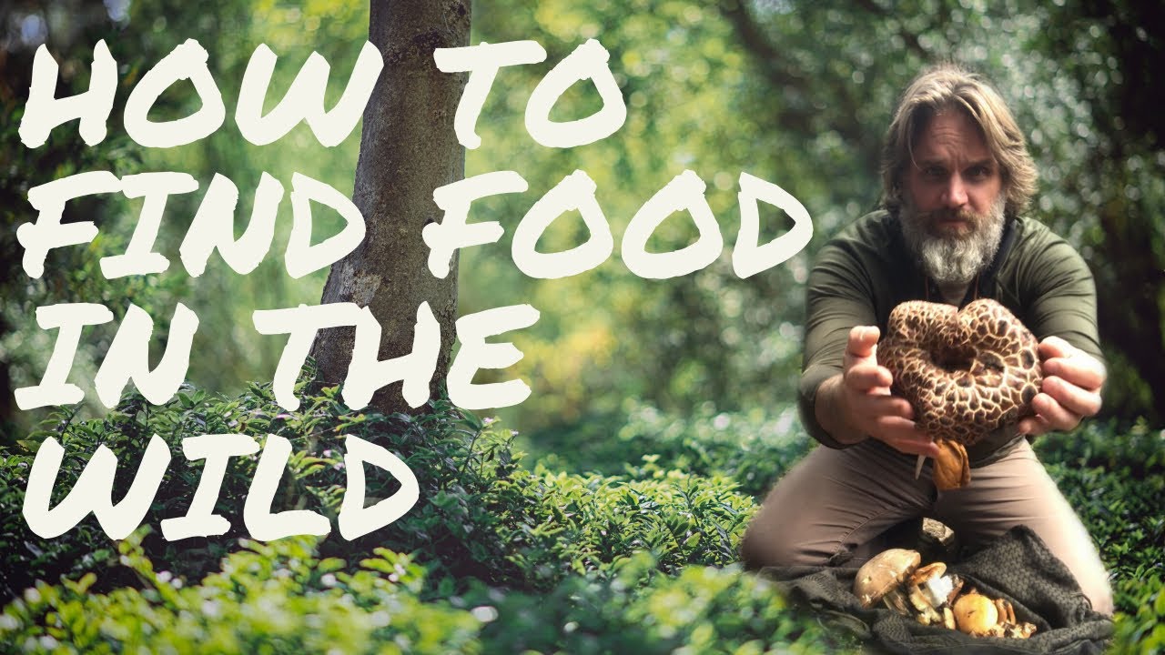 How to Find Food in the Forest for Survival