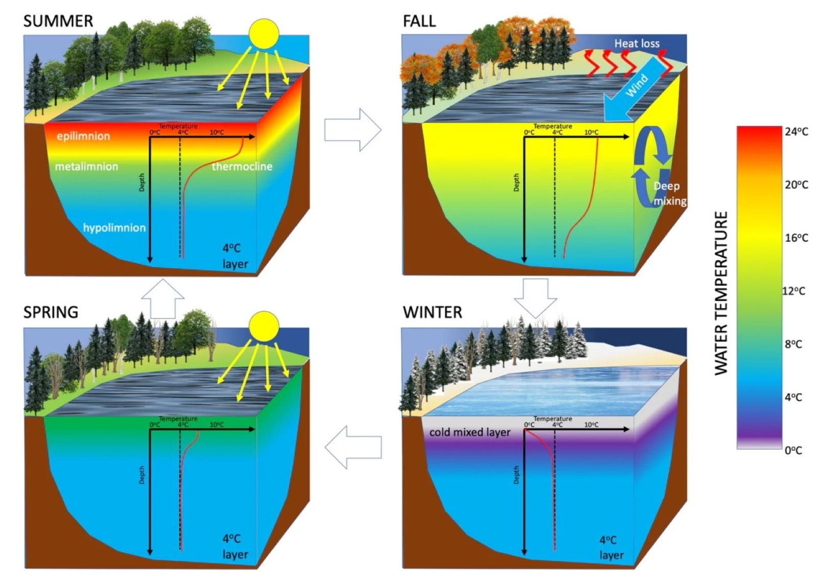 How to Use Thermal Stratification to Find Winter Fish